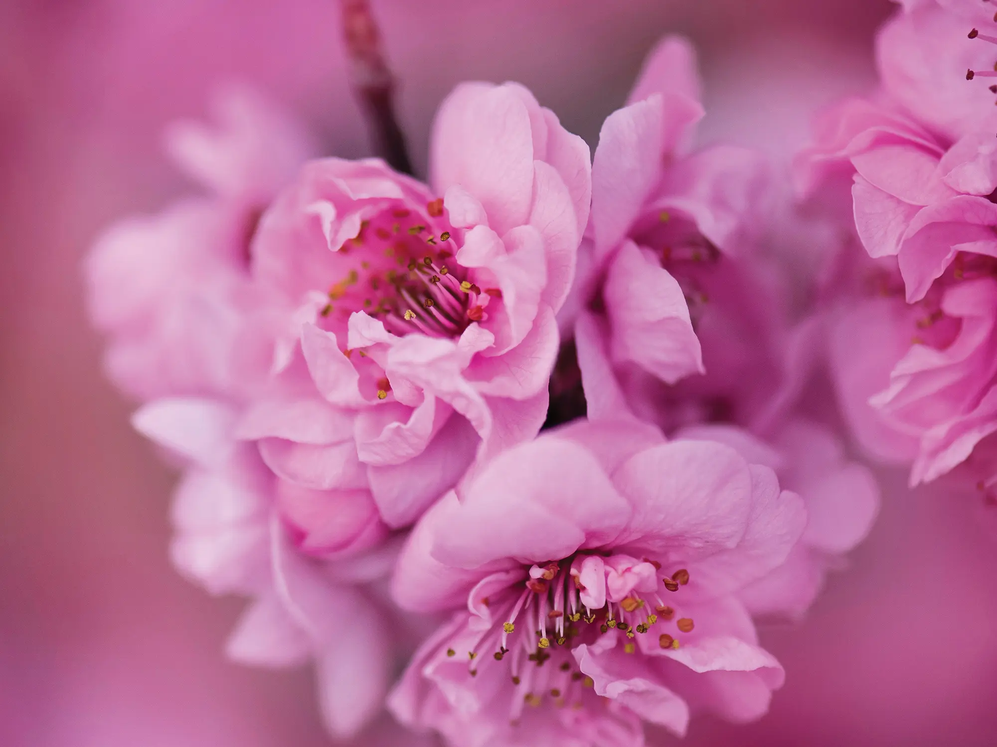 floral